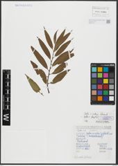 Foto von Salix alba L. x Salix fragilis L.